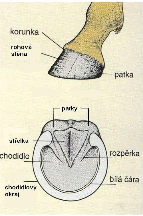 popis-kopyta.jpg