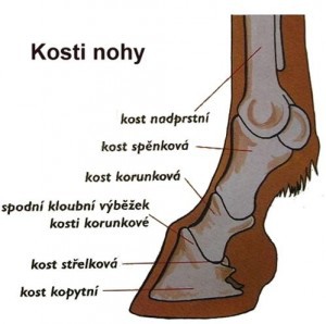 kosti-nohy.jpg